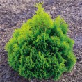 Thuja occidentalis "Miky" - tuja západná